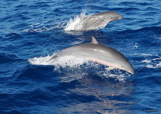 Des dauphins de Fraser qui ne tiennent pas en place