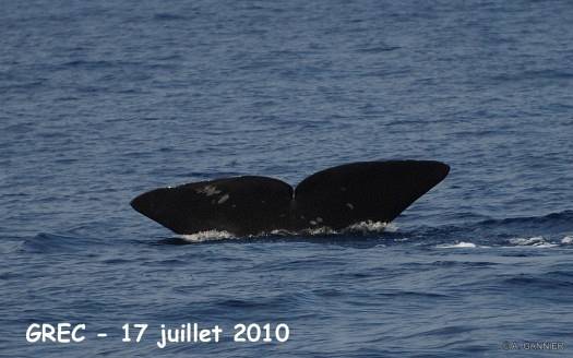Cachalot devant Antibes Cachalot devant Antibes