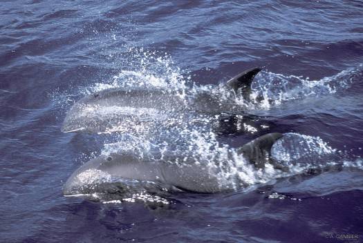 Des péponocéphales au large de Nuku Hiva