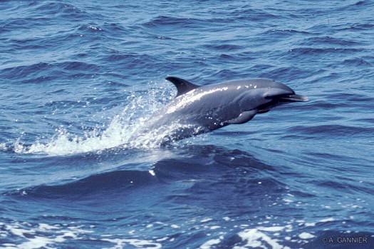 Les Dauphins tachetés n'ont pas été majoritaires à Eiao.