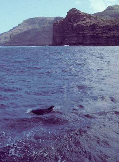 Un dauphin tacheté en vue des falaises d'Eiao