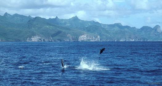 Dauphins tachetés devant Ua Pou