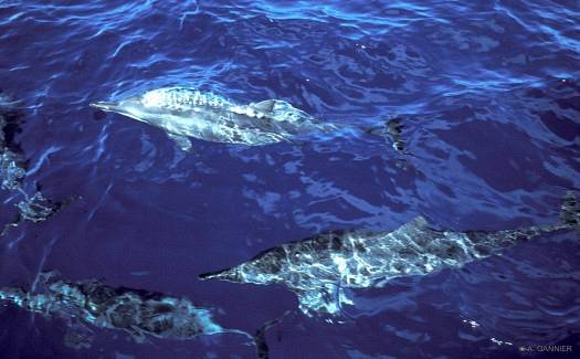 Quelques Dauphins "spinner" vus à Eiao.