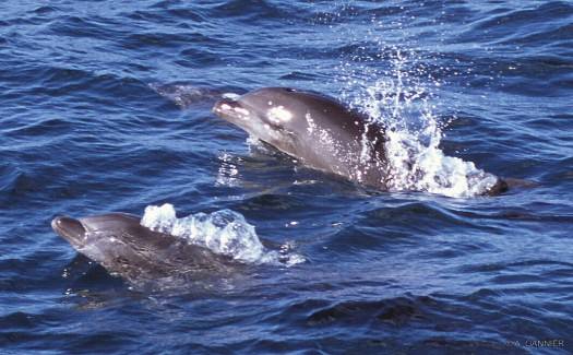 Deux grands dauphins près de Nuku Hiva