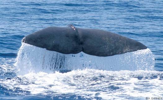 Cachalot caudale