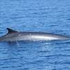 Rorqual commun