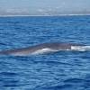 Rorqual commun
