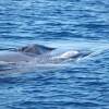 Rorqual commun