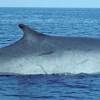 Rorqual commun lamproie
