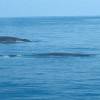 Rorqual-commun groupe