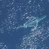 Rorqual commun vu d'avion