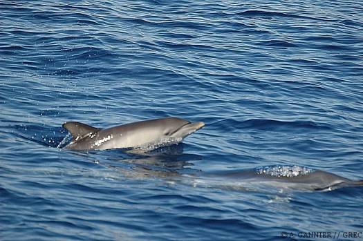 Dauphin commun nourrisson
