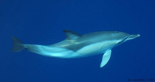Dauphin commun subsurface