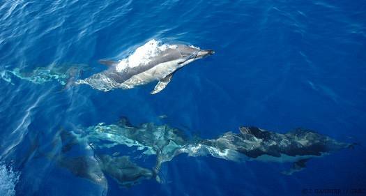 Dauphin commun groupe