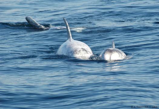 Dauphin de Risso petit groupe