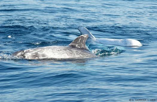 Dauphin de Risso