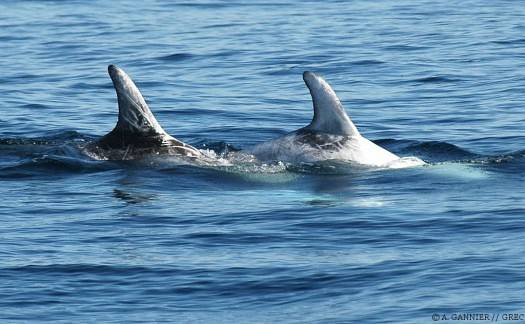 Dauphin de Risso adultes