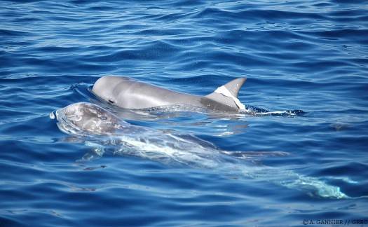 Dauphin de Risso sac plastique
