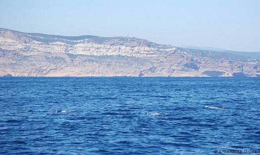Dauphin de Risso Cassis