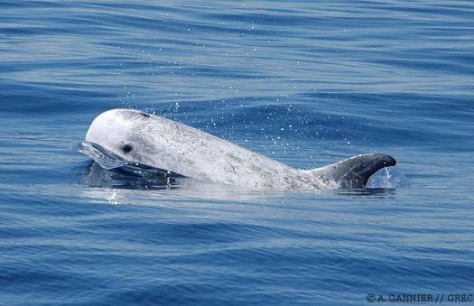 Dauphin de Risso