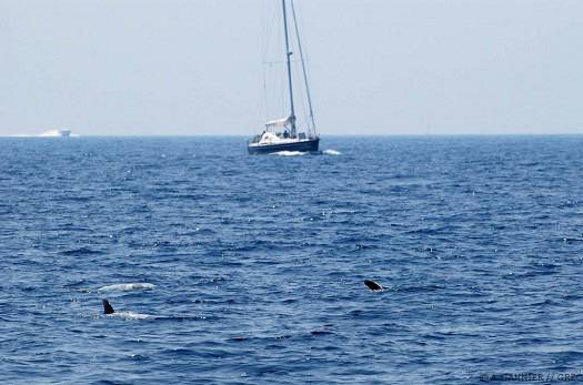 Dauphin de Risso bateaux