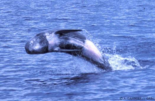 Dauphin de Risso saut