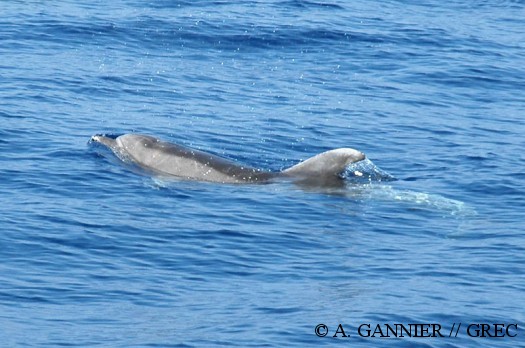 Tursiops aperçu en mer Tyrrhénienne