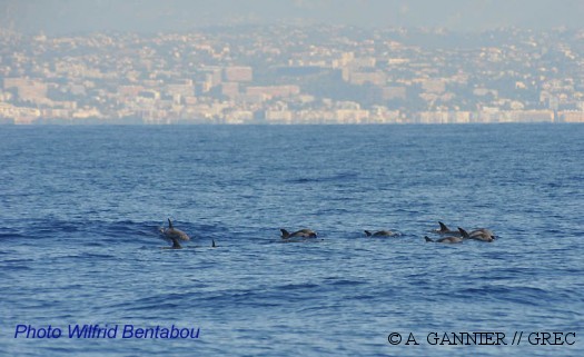 Dauphins vus par Will