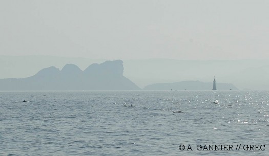Dauphins bleus et blancs près de Cassis