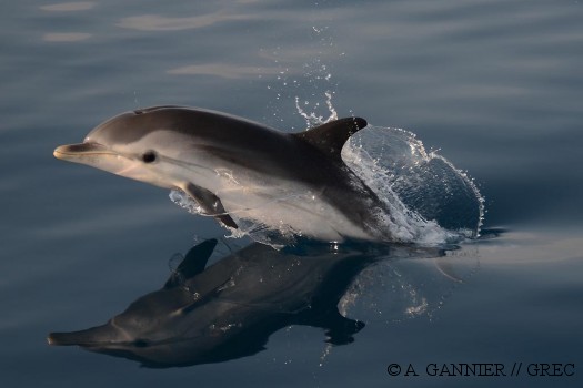 Un dauphin bleu et blanc en pleine forme