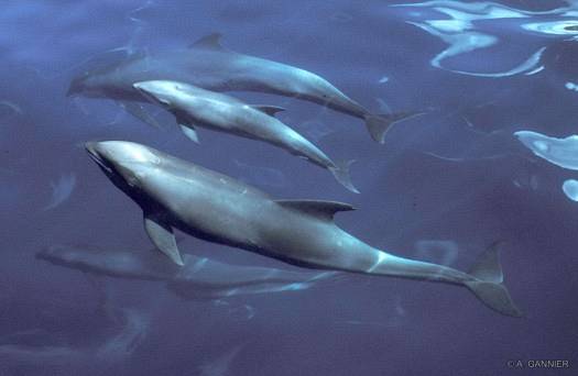 Dauphin d'Electre / Melon-headed whale Dauphin d'Electre - Hiva Oa (1999)