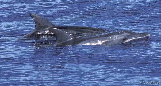 Dauphin à bec étroit / Rough-toothed dolphin Dauphin à bec étroit - Tahaa (2002)