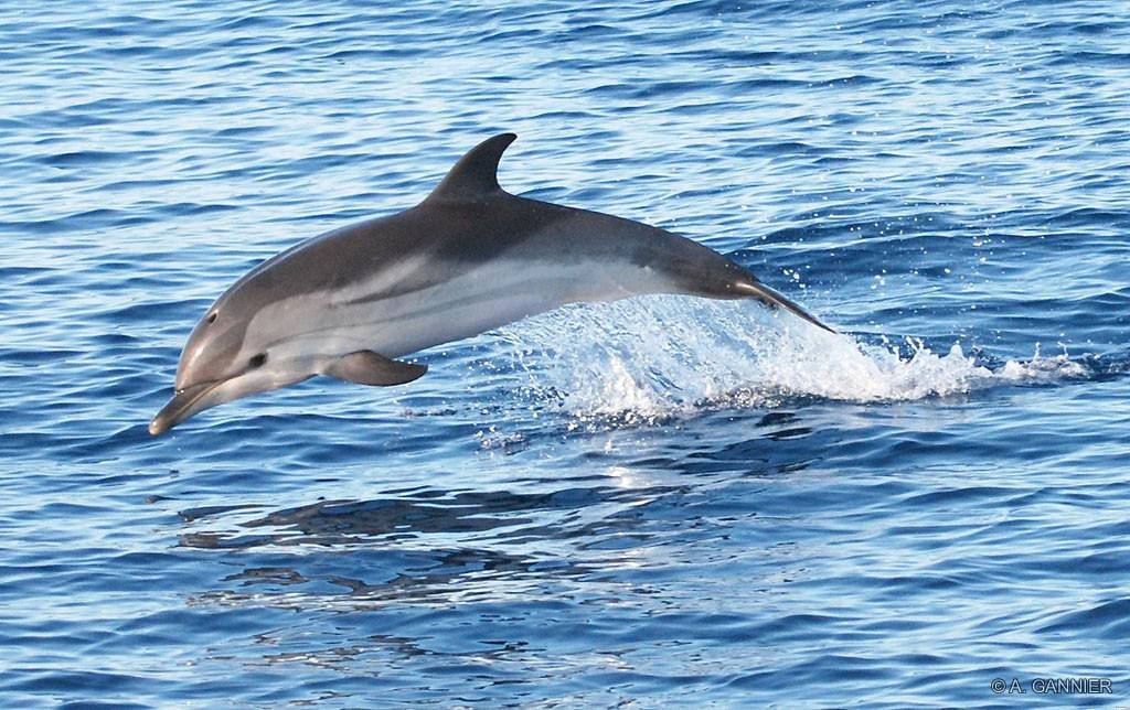 Dauphin Bleu Et Blanc Striped Dolphin Le Grec