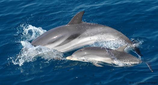 Dauphin bleu et blanc et bébé