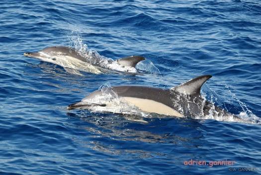 Dauphin commun en Méditerranée 