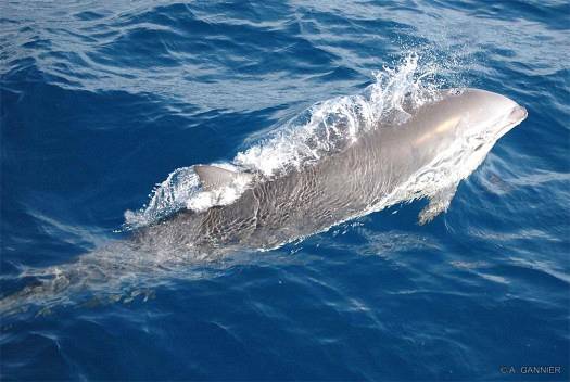 Dauphin de Fraser / Fraser's dolphin Dauphin de Fraser - Martinique (2006)