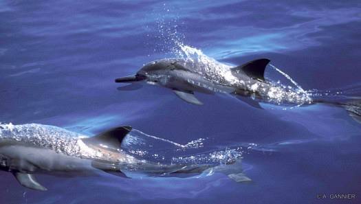 Dauphin à long bec / Spinner dolphin Dauphin à long bec - Tahiti (2002)