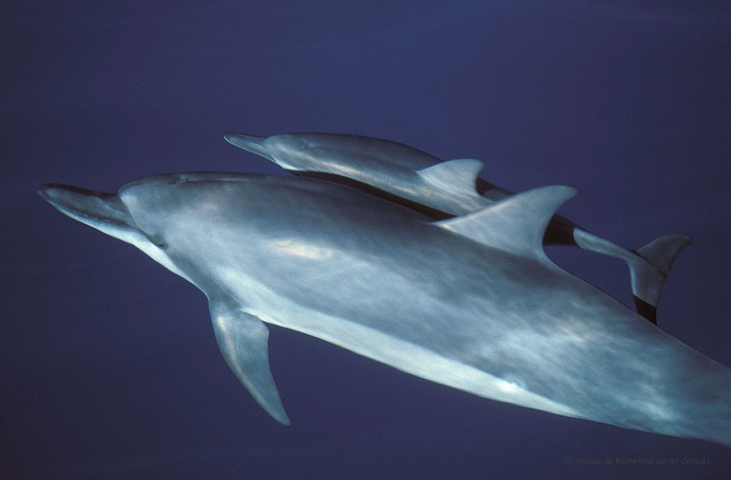 Dauphin bleu et blanc // Striped dolphin - Cétologie - Baleines et dauphins,  le magazine en ligne