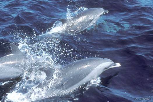 Dauphin tacheté pan-tropical / Pantropical spotted dolphin Dauphin tacheté pan-tropical - Martinique (2003)
