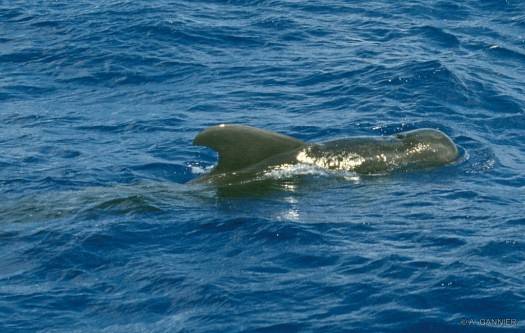 Globicephale tropical / Short-finned pilot whale Globicéphale tropical - Huahine 1997