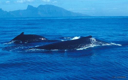 Megaptere Baleine à bosse - Tahiti 1999