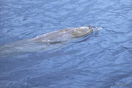 Mésoplodon de Blainville Mésoplodon de Blainville - Moorea 2001 - Blainville's beaked whale