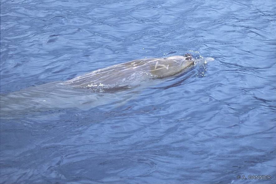 Mésoplodon de Blainville - Moorea 2001 - Blainville's beaked whale