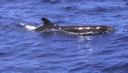 Pseudorque / False killer whale Faux orque - Marquises 2000