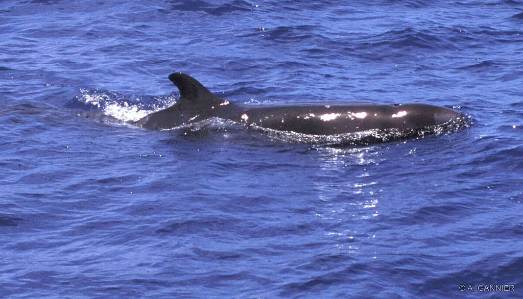 Faux orque - ag-GREC