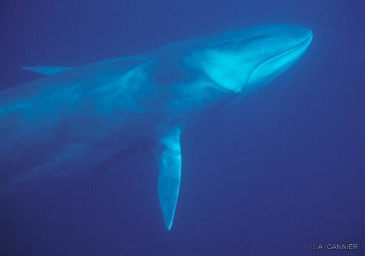 Rorqual commun - Balaenoptera physalus - Fin whale Rorqual commun