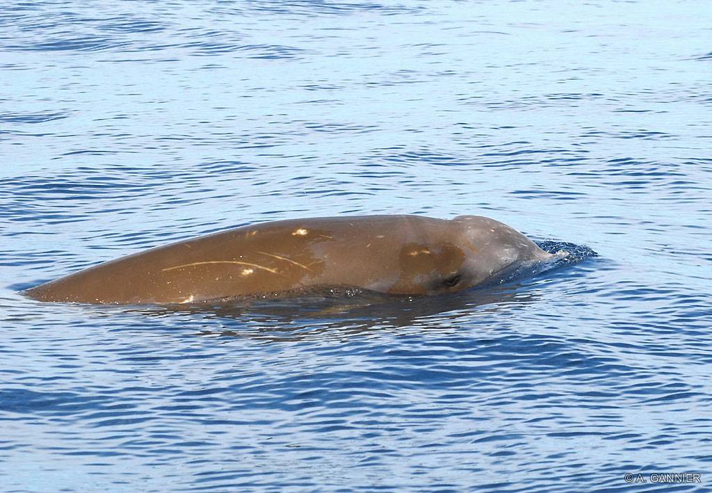 Ziphius ou baleine à bec de Cuvier // Cuvier’s beaked whale Le GREC