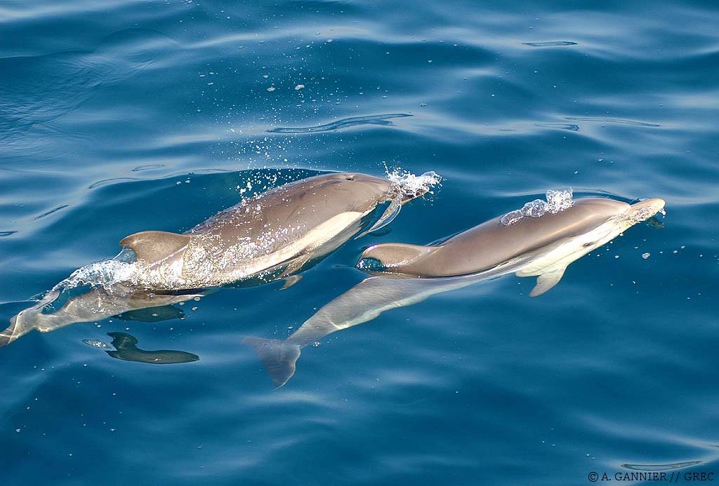 Dauphin bleu et blanc // Striped dolphin - Cétologie - Baleines et dauphins,  le magazine en ligne