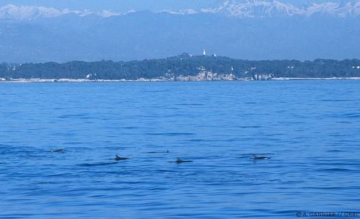 Dauphin bleu et blanc Antibes