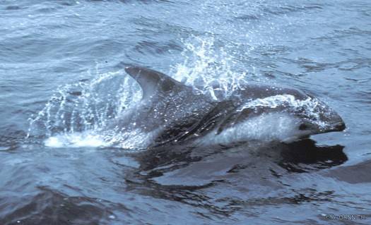 Lagénorhynque austral / Peale's dolphin Lagénorhynque austral - Terre de Feu (2003) - Peale's dolphin